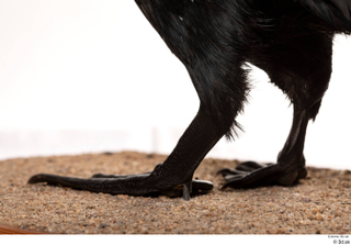 Double-crested cormorant Phalacrocorax auritus foot 0008.jpg